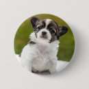 Recherche de chiwawa badges Chien