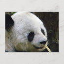 Recherche de ours noir et blanc cartes postales Bambou