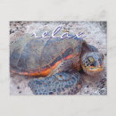Recherche de de tortue cartes postales Photographie