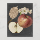 Recherche de pomme ii Botanique