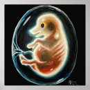 Recherche de embryon posters Biologie