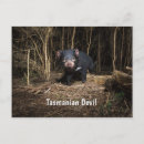 Recherche de diable tasmanien cartes postales Animal
