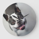 Recherche de bouledogues horloges Mignon