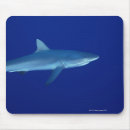 Recherche de requins tapis souris Nature