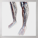 Recherche de système lymphatique posters Physiologie