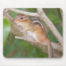 Recherche de tamia tapis souris Rongeur