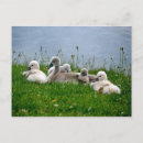 Recherche de poussin mignon cartes postales Chic