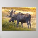 Recherche de orignaux taureau posters Animal