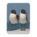 Recherche de mouette magnets Bord de mer