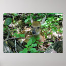 Recherche de faon de cerfs communs posters Nature