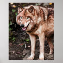 Recherche de photo de loup posters Couleur
