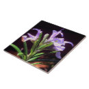 Recherche de romarin carreaux Romarin en fleurs