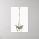 Recherche de vertèbres cervicales posters Vertèbre cervicale