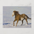 Recherche de chevaux neige cartes postales Animal
