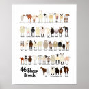 Recherche de sheep posters Ewe