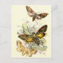 Recherche de illustration de libellule cartes postales Papillon