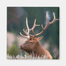 Recherche de de montagne refrigérateur magnets Faune