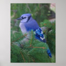 Recherche de bluejays posters Jay bleu