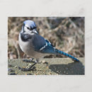Recherche de geai cartes postales Bleu