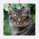 Recherche de tabby cat ornements Kitty