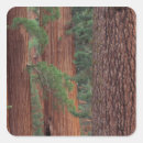 Recherche de bosquet autocollants Arbre