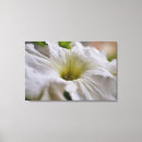 Recherche de pétunia art Photographie