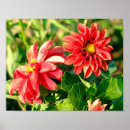 Recherche de dahlia posters Garden