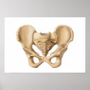 Recherche de sacrum posters Physiologie