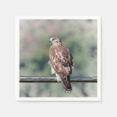 Recherche de queue serviettes Faucon à queue rouge