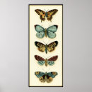 Recherche de collection de papillon Animaux