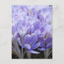 Recherche de crocus cartes postales Violet