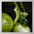 Recherche de les insectes posters Inspiration