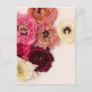 Recherche de renoncule cartes postales Rose