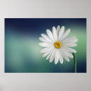 Recherche de daisy posters Floral