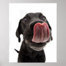 Recherche de labrador retriever posters Puppy