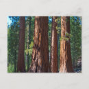 Recherche de tronc cartes postales Arbre