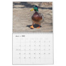 Recherche de poule calendriers Cardinal