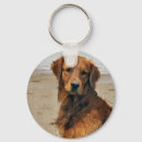 Recherche de goldens porteclés Golden retriever