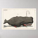 Recherche de biologie marine art Illustration scientifique