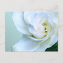 Recherche de gardénias cartes postales Nature