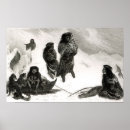 Recherche de chien de traîneau posters Neige