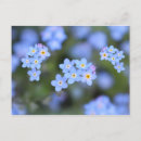 Recherche de myosotis cartes postales Fleurs