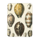 Recherche de coquille de plage magnets Bord de mer