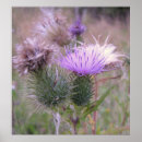 Recherche de chardon posters Plante