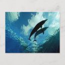 Recherche de amour de dauphin cartes postales Mer