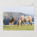 Recherche de poulain jument cartes postales Ranch
