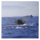 Recherche de baleine de bosse côte