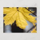 Recherche de sucreries cartes postales Jaune