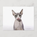 Recherche de sphynx cartes postales Humour