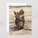 Recherche de petit singe cartes postales Pour tous